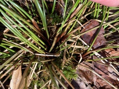 Juncus pylaei