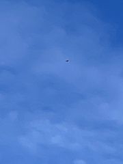Haliaeetus leucocephalus