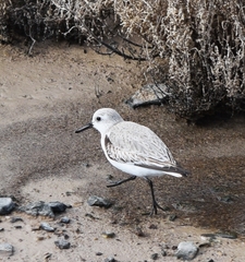 Calidris alba