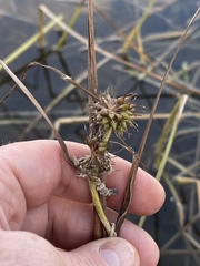 Sparganium fluctuans