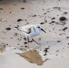 Calidris alba