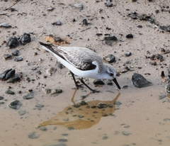 Calidris alba