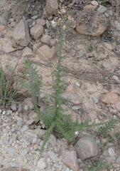 Jamesbrittenia argentea