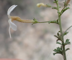 Jamesbrittenia argentea