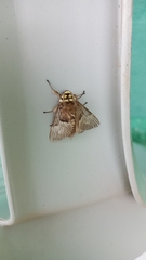 Zygaenoidea