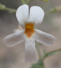 Jamesbrittenia argentea