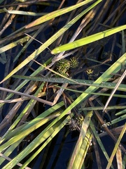 Sparganium fluctuans