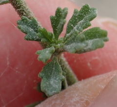 Jamesbrittenia argentea