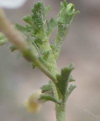 Jamesbrittenia argentea