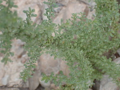 Jamesbrittenia argentea