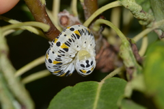 Cimbex quadrimaculatus