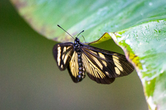 Actinote guatemalena
