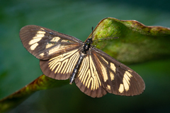 Actinote guatemalena