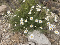 Argyranthemum