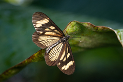 Actinote guatemalena