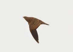 Pterocles orientalis