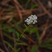 Mountain Yarrow - Photo (c) Dean Goehring, some rights reserved (CC BY-NC), uploaded by Dean Goehring