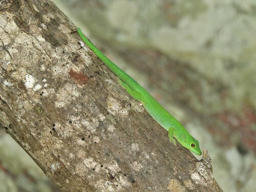 Seychelles Giant Day Gecko, Phelsuma sundbergi