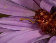 Eupithecia centaureata