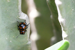 Euryope consobrina