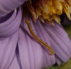 Eupithecia centaureata