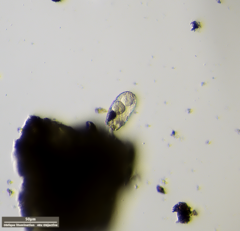 Euglypha