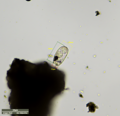 Euglypha