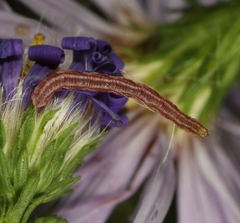 Eupithecia centaureata
