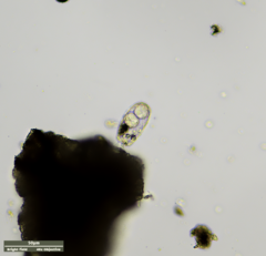 Euglypha