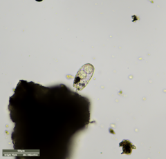 Euglypha