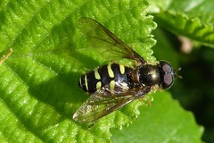 Dasysyrphus