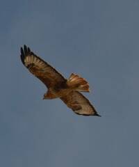 Buteo rufinus cirtensis