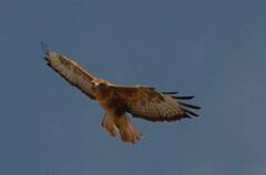 Buteo rufinus cirtensis
