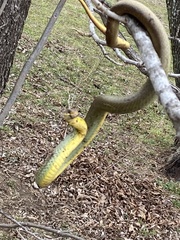 Coluber constrictor flaviventris