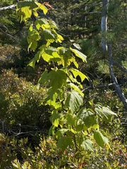 Acer pensylvanicum