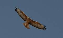 Buteo rufinus cirtensis