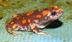 Phrynomantis annectens