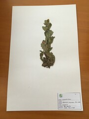 Calceolaria corymbosa