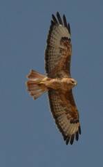 Buteo rufinus cirtensis
