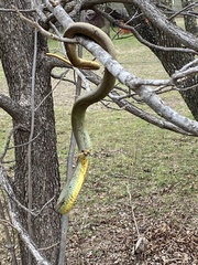 Coluber constrictor flaviventris