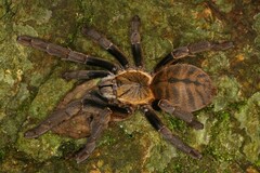 Cyriopagopus schmidti