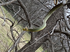 Coluber constrictor flaviventris