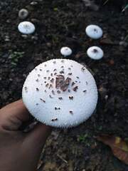 Chlorophyllum molybdites