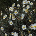 Helianthemum marminorense - Photo (c) whinaem, algunos derechos reservados (CC BY-NC)