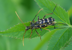 Leptura annularis