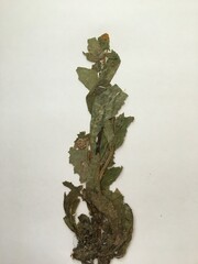 Calceolaria corymbosa