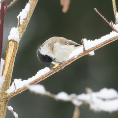 Poecile palustris