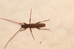 Linopteridius brunneus