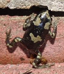 Phrynomantis annectens