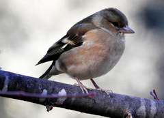Fringilla coelebs